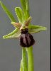 <em>Ophrys cretensis</em>